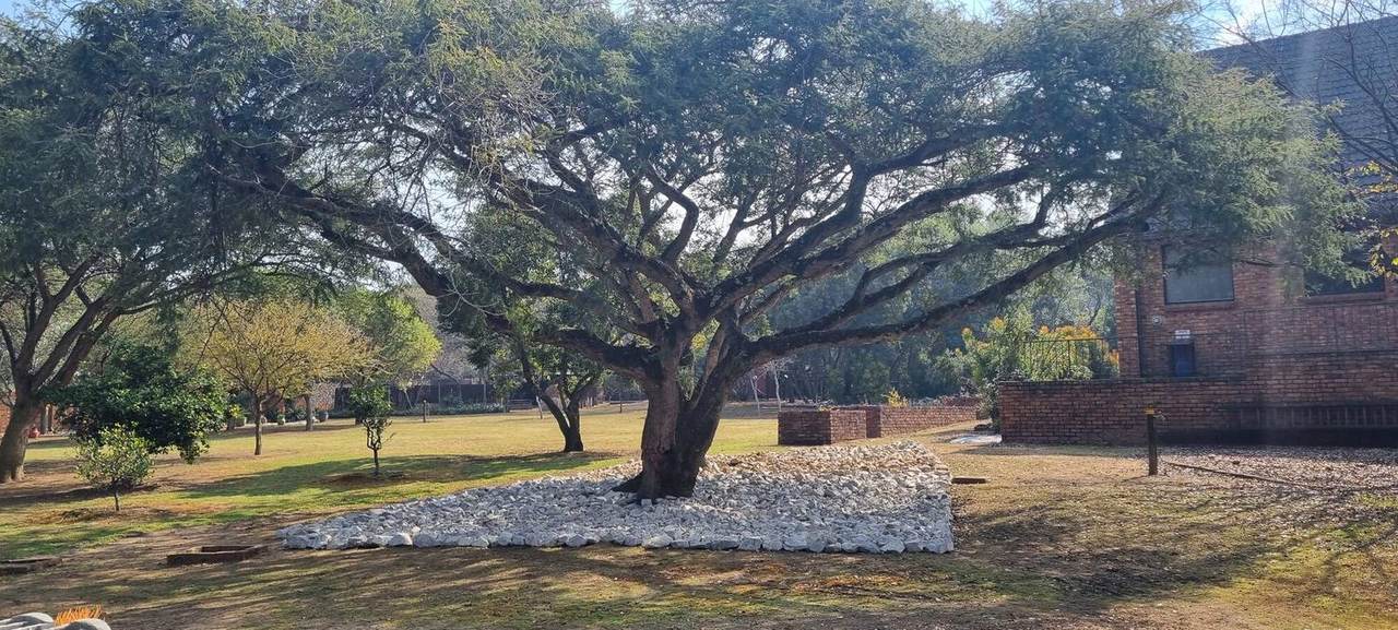 Big camelthorn trees over the lawn
